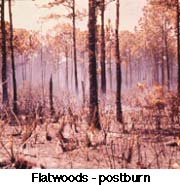 Flatwoods Postburn