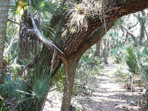 orlandowetlands