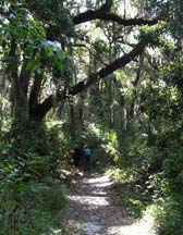 enchantedforest