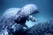 Manatee calf with mother.