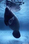 Manatee with surface reflection