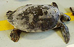 Juvenile Green Sea Turtle rescued January 2003