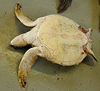 Juvenile Green Sea Turtle #2
