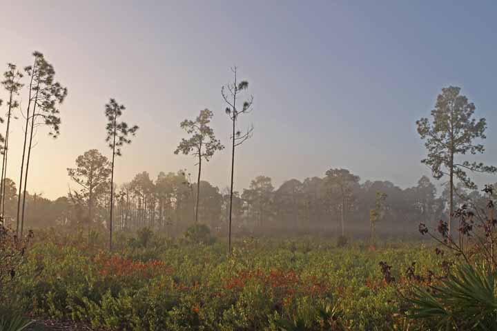 SouthLakeFlatwoods