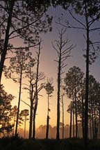 SouthLakeTrees