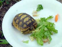 Baby gopher tortoise 8/09