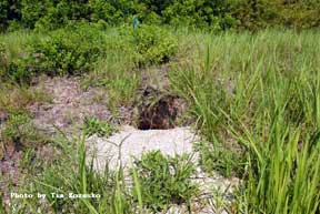 Gopher tortoise burrow in a berm.