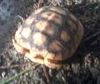 Jen's baby gopher tortoise.