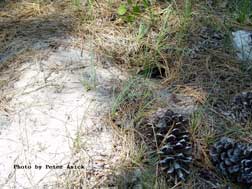 Juvenile gopher tortoise burrow #1