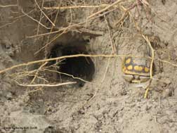 Juvenile gopher tortoise burrow #3