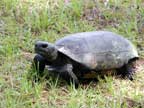 Mature gopher tortoise