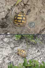 Gopher tortoise hatchlings