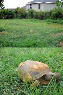 Gopher tortoise in our yard,