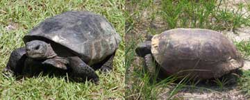 two gopher tortoises