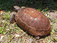 Fine looking gopher tortoise.