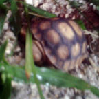 A baby gopher tortoise