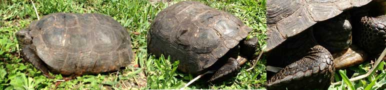 Big gopher tortoise