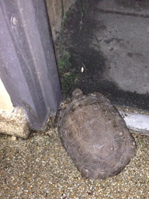 tortoise on patio