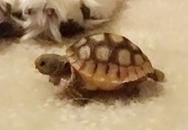 baby gopher tortoise