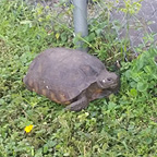 Gopher tortoise nesr fence