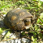 young gopher tortoise