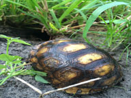 Our backyart tortoise