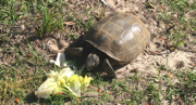 Out gopher tortoise eating lettuce