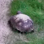 Merrie's backyard tortoise
