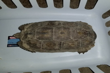 Gopher tortoise found on top dorstep.