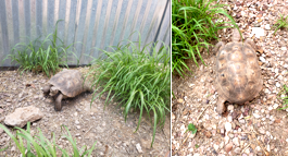 Help me identify this tortoise.