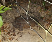 Gopher tortoise settled outside the burrow.