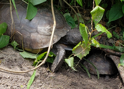 Large gopher tortoise blocking smaller one.