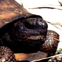 Gopher Tortoise face - side view