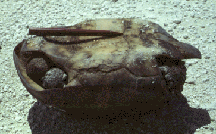 Male gopher tortoise (plastron)