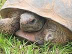 Raina's gopher tortoise #1