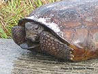 gopher tortoise face