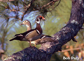 Wood ducks by Bob Paty