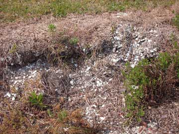 Exposed shell midden