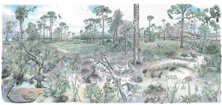 Poster of St. Sebastian River Preserve State Park