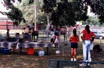 Picnic - petting zoo