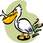 pelican