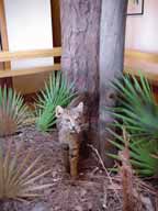Bobcat
