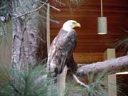 Eagle