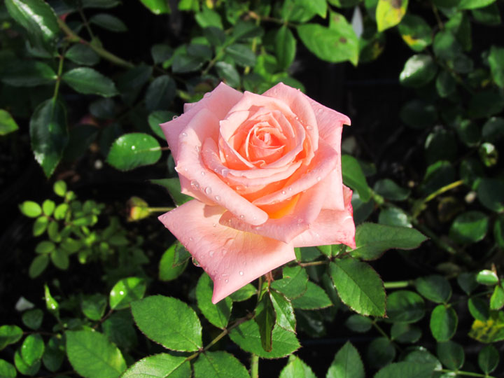 The Men's Garden Club -Rose