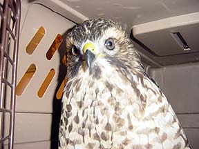 Redtailed Hawk