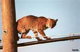 Bobcat up a pole.