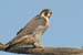PeregrineFalcon-2
