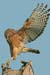 Red-ShoulderedHawk-1