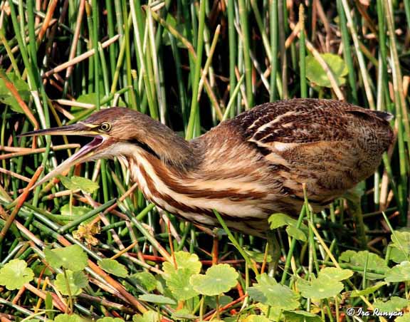 AmericanBittern_8024