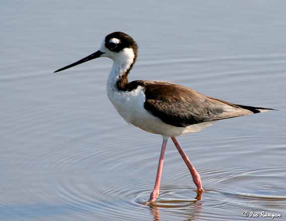 BlackNeckedStilt_4397